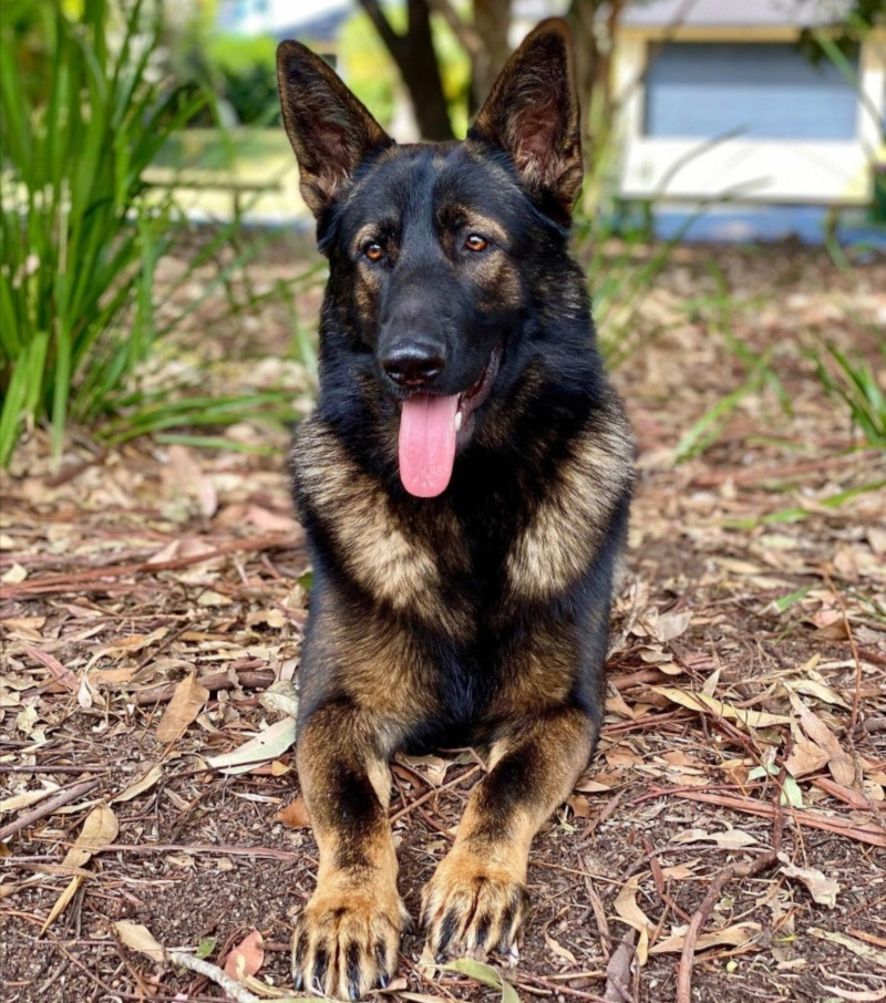 Dante the German Shepherd has become a social media star for his speedy reaction u00e2u20acu201d Picture via Instagram/daveywa