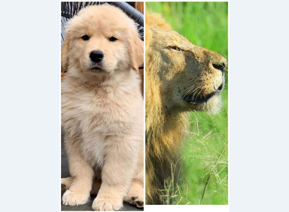 A zoo in in Xichang, Southwest Chinau00e2u20acu2122s Sichuan Province has gone viral after it tried to pass a golden retriever dog as an African lion. u00e2u20acu201d Photos via Facebook/ Golden Retriever and SANParks Honorary Rangers
