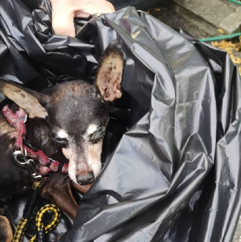 A blind miniature pinscher has been found dumped in a rubbish bag at a dumpsite at Taman Impiana in Menglembu on Thursday morning.