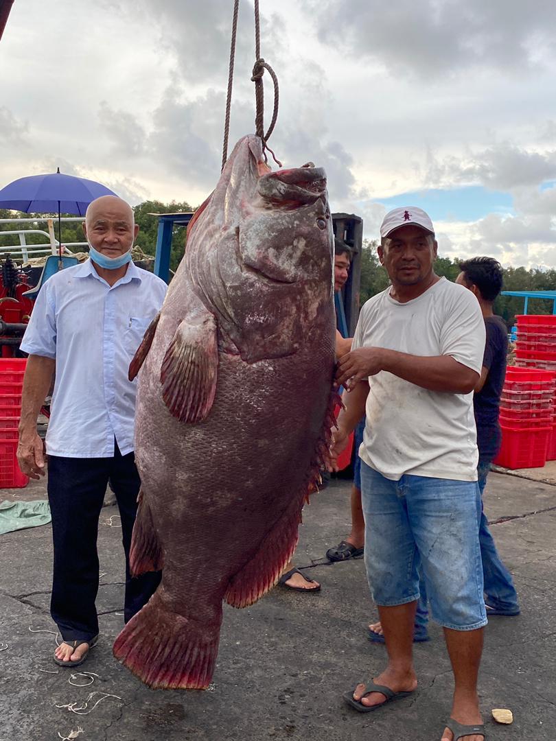 Rahman (right) and the owner of the fishing vessel pose for a picture with the giant grouper. u00e2u20acu201d Borneo Post pic 