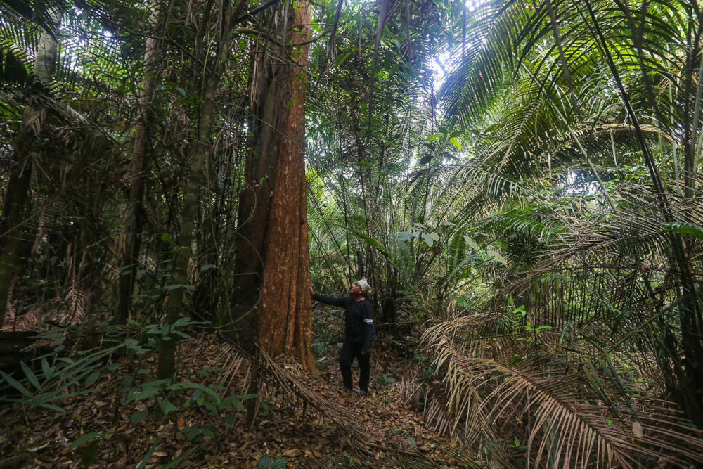 Samsul Anak Senin looks at the plants that grow in the Kuala Langat North forest reserve at Kampung Orang Asli Busut in Banting April 22, 2021. — Picture by Yusof Mat Isa