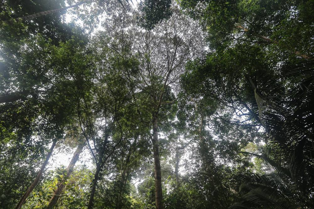 Trees in the Kuala Langat North forest reserve at Kampung Orang Asli Busut in Banting April 22, 2021. — Picture by Yusof Mat Isa