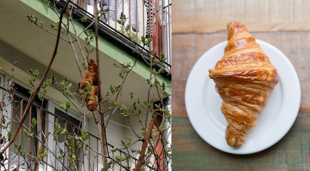 The reptilian-looking object was actually just a pastry snagged in between the tree branches. u00e2u20acu201d Pictures via Facebook/Krakow Animal Welfare Society and Unsplash