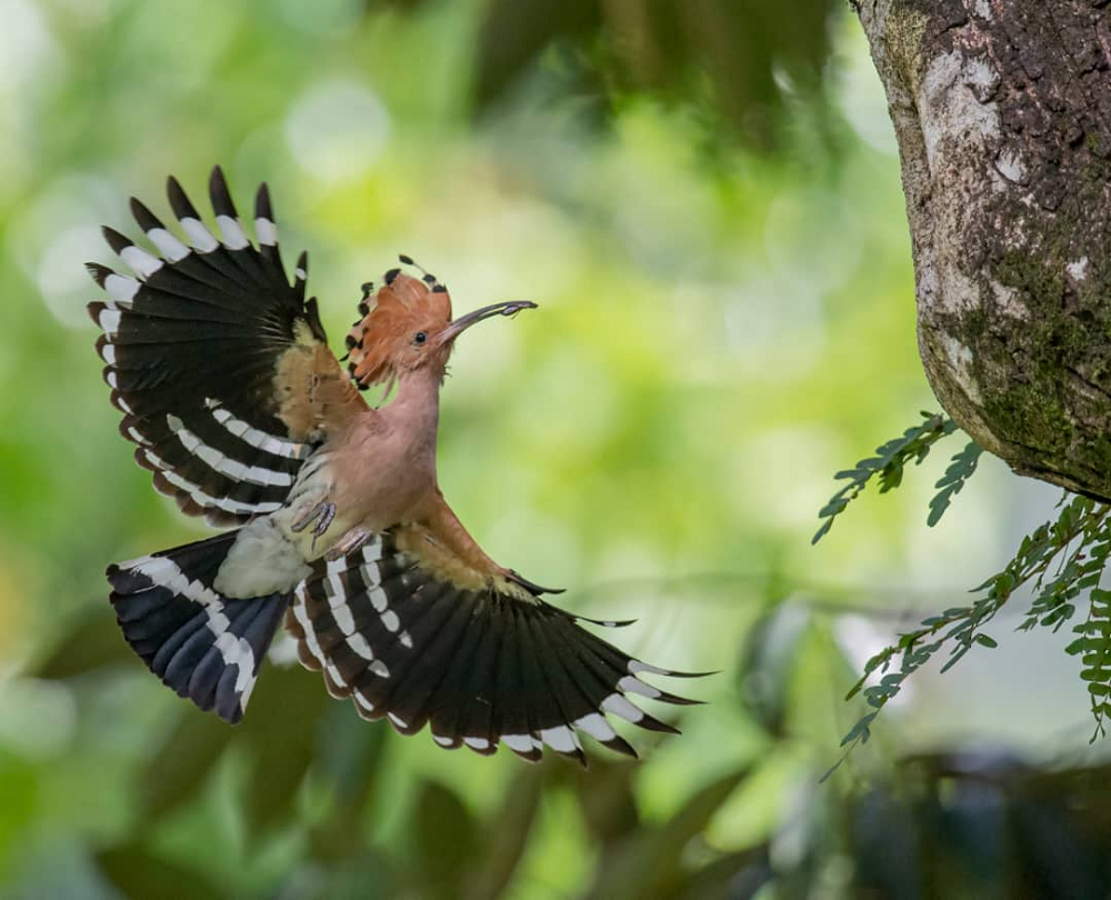 The Taiping Municipal Council (MPT) has announced that a pair of Hoopoe has set up a nest at Taiping Lake Gardens. u00e2u20acu2022 Picture courtesy of MPT