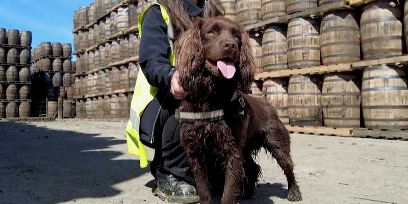 Rocco, a one-year-old cocker spaniel has been employed to sniff out imperfections in wooden whisky barrels at a Scottish distillery. u00e2u20acu201d AFP pic