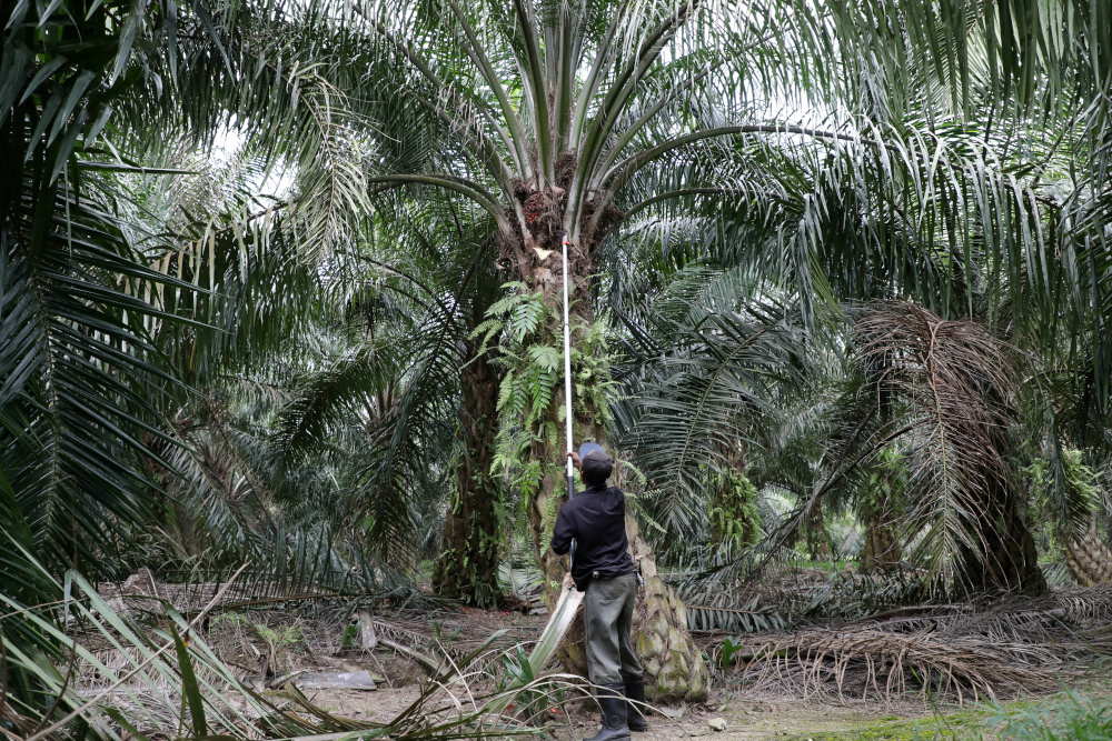File picture shows a worker collecting palm oil fruits at a plantation, amid the Covid-19 outbreak in Klang, June 15, 2020. — Reuters pic