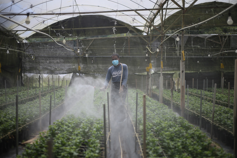 Farmer sprays pesticide at his vegetables farm in Cameron Highlands June 13,2021. u00e2u20acu201d Picture by Ahmad Zamzahurin