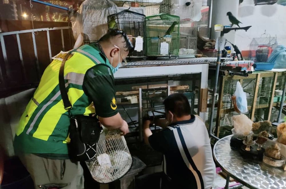 Johor Perhilitan officers inspect bird cages after a raid on a house in Taman Bestari Indah, Ulu Tiram near Johor Baru June 24, 2021. u00e2u20acu201d Picture courtesy of Johor Wildlife and National Parks Department (Perhilitan)