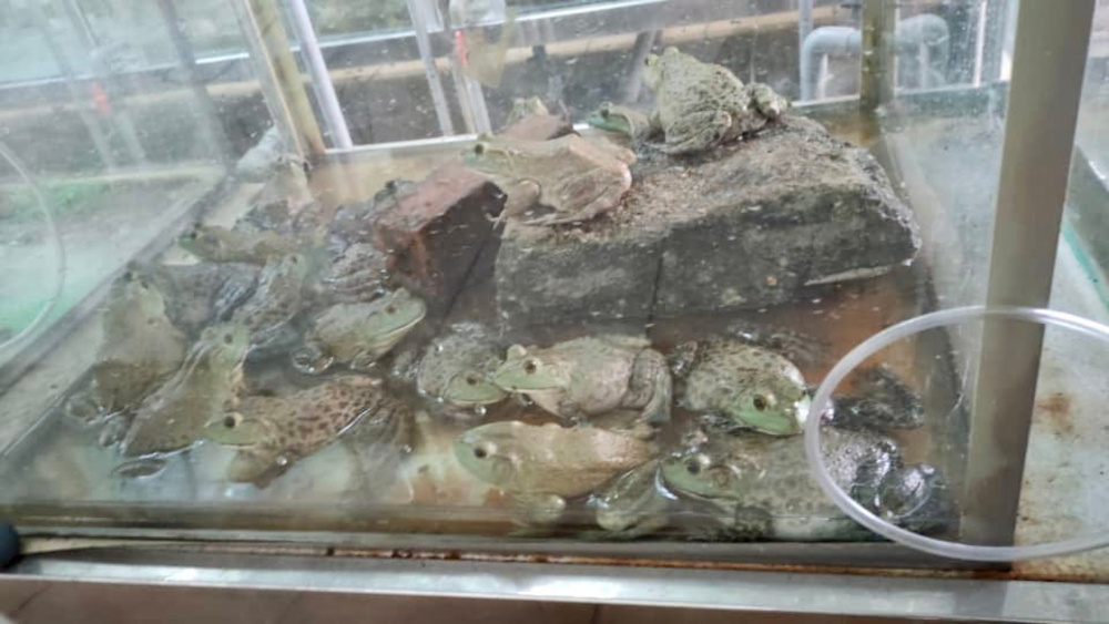 The seized u00e2u20acu02dcliveu00e2u20acu2122 frogs found hidden in a van by the Johor Department of Quarantine and Inspection Services at the Sultan Abu Bakar Complex in Tanjung Kupang, Iskandar Puteri, June 8, 2021. u00e2u20acu201d Picture courtesy of the Johor Department of Quarantine an