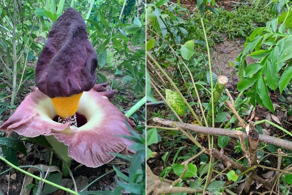 The elephant foot yam flower (left) and its stem (right) after it was removed. u00e2u20acu201d Dr Lim Wee Kiak/Facebook and Singapore Wildlife Sightings/Facebook pix via TODAY