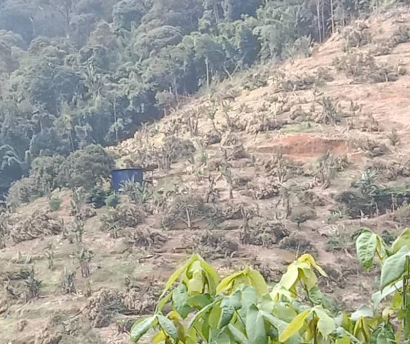 The Pahang State Forestry Department destroyed about 15,000 durian trees in Hutan Simpanan Batu Talam within nine days. u00e2u20acu201d Picture courtesy of Samka