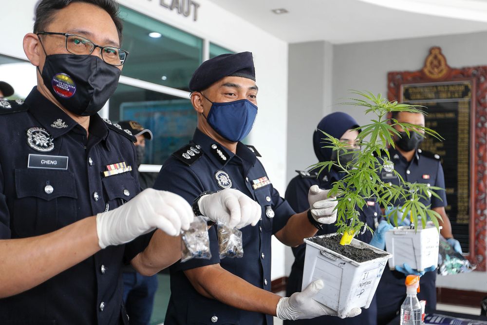 ACP Soffian Santong (middle) holds a cannabis plant seized during a recent raid at the Northeast district police station in George Town September 15, 2021. u00e2u20acu201d Picture by Sayuti Zainudin