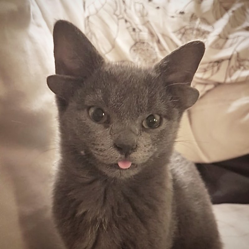 Midas the four-month-old Russian Blue cat is born with two sets of ears and social media users are falling in love with it. u00e2u20acu201d Picture via Instagram/ @midas_x24