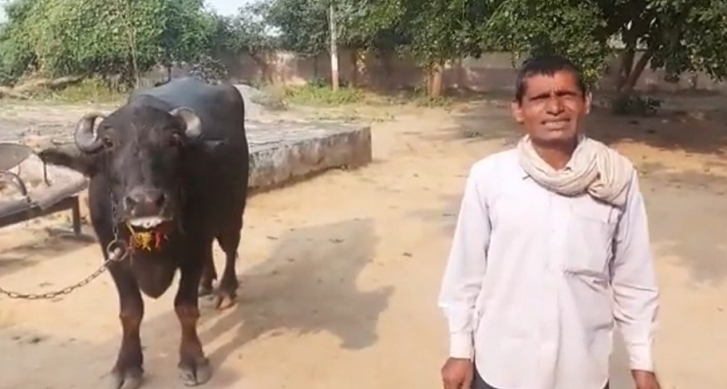 Farmer suspects his buffalo to be under the influence of witchcraft u00e2u20acu201d Screen capture via NaiDunia 