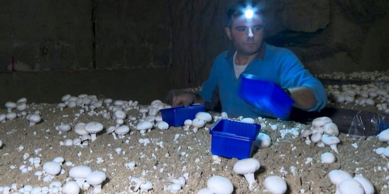 Paris mushroom farmers fight to keep tradition alive. ― ETX Studio pic
