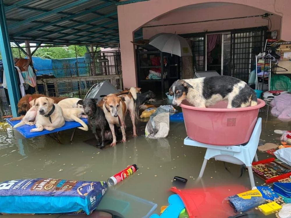 Dogs left stranded at an animal sanctuary in Taman Sri Muda, Shah Alam December 19, 2021. u00e2u20acu201d Picture via Facebook