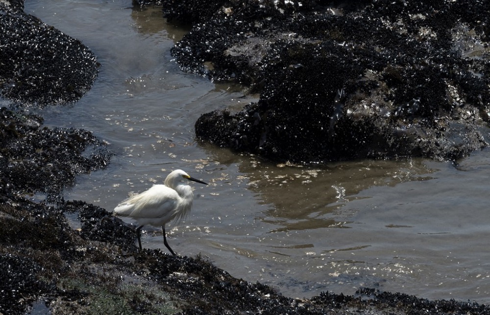 A heron is pictured on rocks covered with mussels and oil as cleaning crews work to remove oil from a beach in the Peruvian province of Callao January 17, 2022. — AFP pic