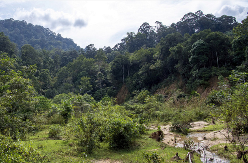 A general view of the Chabang Tongkat forest reserve following illegal logging activities at the area, in Machang December 11, 2020. u00e2u20acu201d Bernama pic