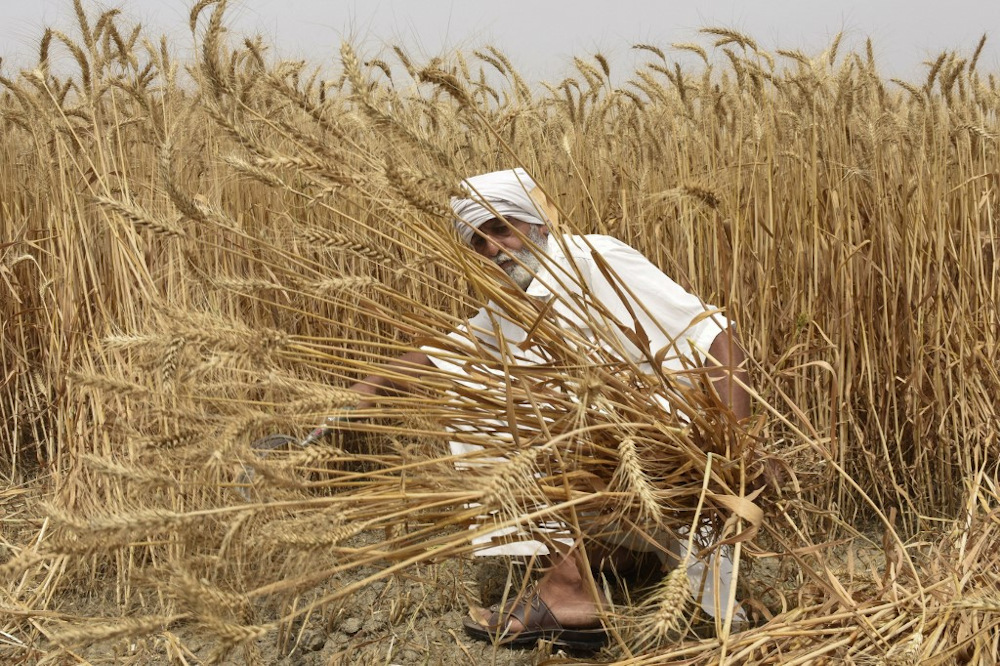 In this file photograph taken on April 12, 2022, an Indian farmer poses as he harvests wheat crop in a field on the outskirts of Amritsar, in the northern Indian state of Punjab. u00e2u20acu201d AFP pic