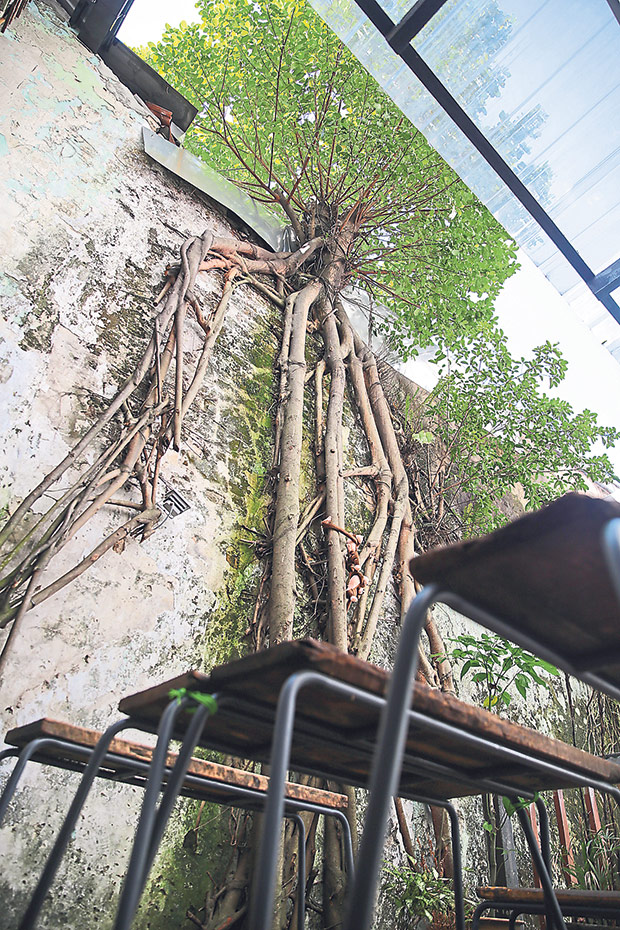 A tree growing on one of the walls, its roots creeping down the side.