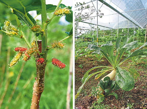 Mulberries are among the fruit trees that grow here (left). Song Yan practises natural farming, and grows a variety of crops on rotational basis (right).