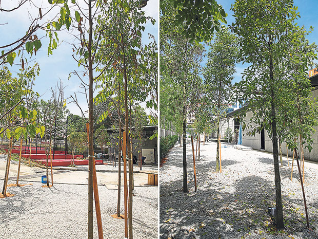 APW Bangsar’s Pocket Park is a small urban park within the confines of its premises (left). These trees offer a little bit of shade now and add a lovely touch of green to the commercial space (right).