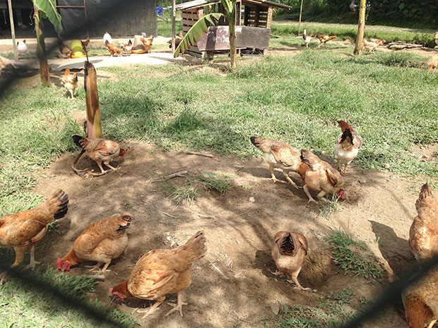 The chickens roam freely within a fenced up area, where they forage in between feeds.