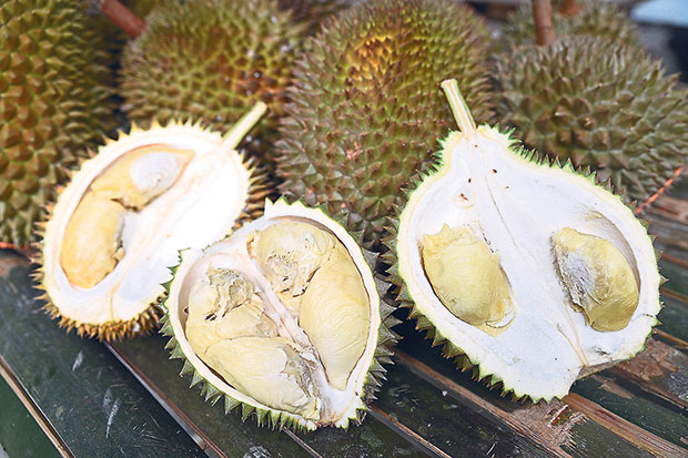 Jungle durians or wild durians that are equally sweet and delicious at the Okay Jungle Durian Farm