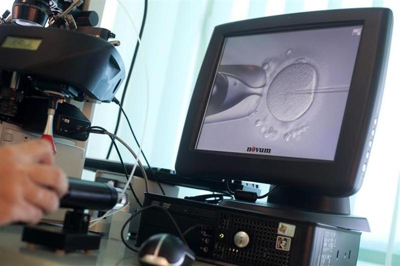 Sperm being directly injected into an egg during in-vitro fertilisation (IVF) procedure called Intracytoplasmic Sperm Injection (ICSI) at Novum clinic in Warsaw, October 26, 2010. u00e2u20acu201d Reuters pic