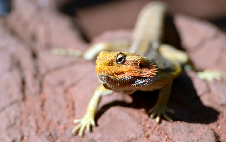 A lizard sits on a rock during a sunny morning at Wildlife Sydney Zoo on April 2, 2013. u00e2u20acu201c AFP pic