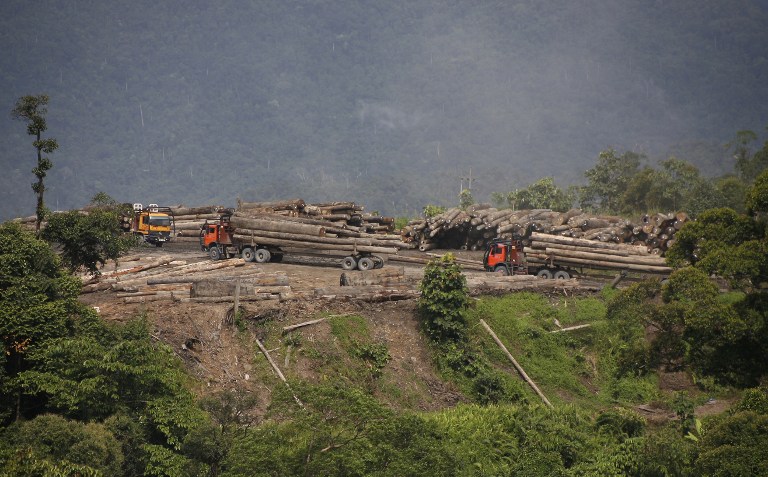 Trucks carry away timber in the upper Baram region of Malaysia's eastern Sarawak state on July 20, 2010. u00e2u20acu201d AFP pic