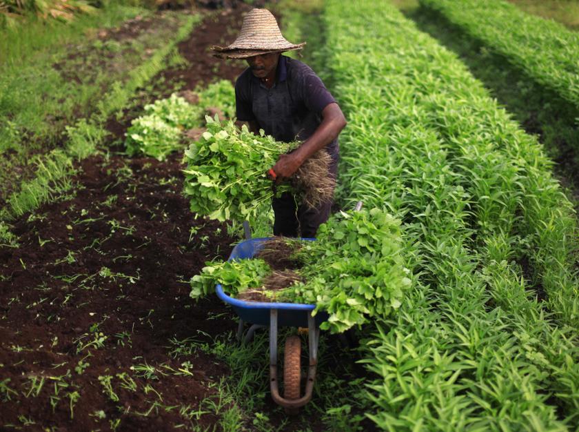 MEF executive director Datuk Shamsuddin Bardan said Malaysians typically avoid working in sectors like agriculture or any industry that involves manual labour because society does not view them as highly-respected career choices. — Reuters pic
