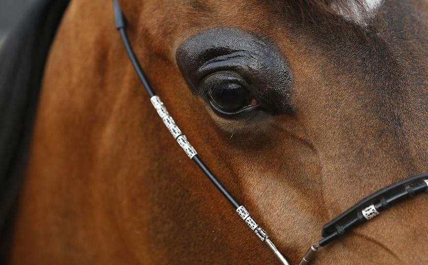 The eyelid of a pure-bred Arabian horse is accentuated with a gel during a beauty contest at the Jericho Equestrian Club November 22, 2013. u00e2u20acu201d Reuters pic
