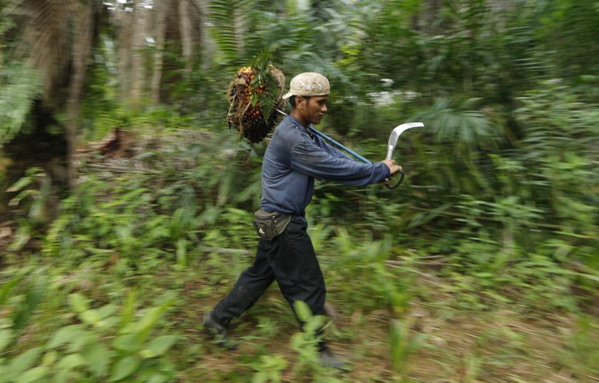 A worker collects palm fruit at a local palm plantation in Shah Alam outside Kuala Lumpur in this file photo. u00e2u20acu201d Reuters pic