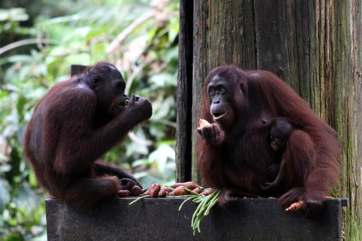 Orangutans eat fruit at the Sepilok Orang Utan Sanctuary in Sandakan February 6, 2013. u00e2u20acu201d AFP pic