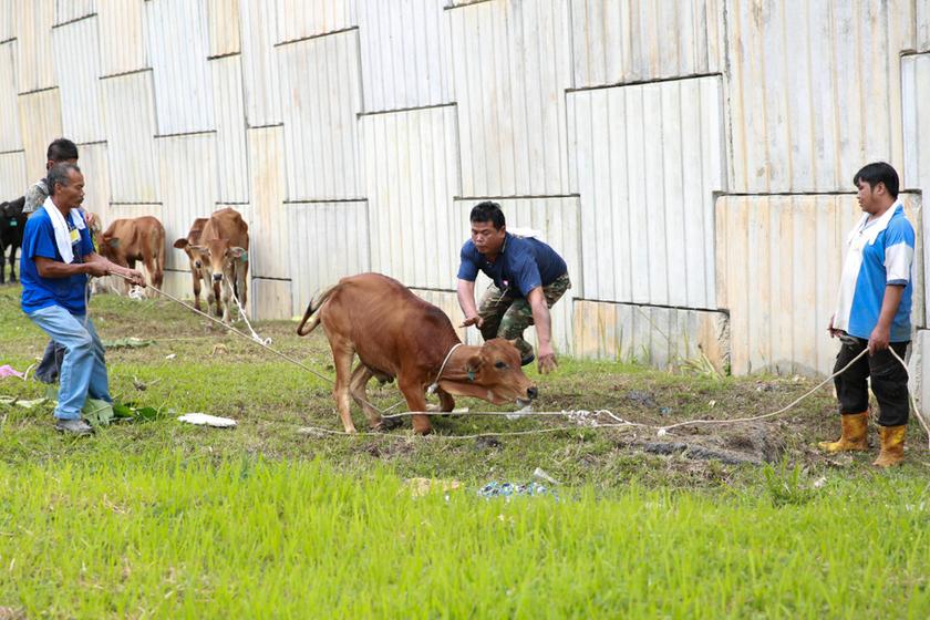 Malaysian Muslims slaughtering cows for Eid al-Adha at Kampung Pantai Dalam, Kuala Lumpur, October 15 2013. u00e2u20acu201d Picture by Saw Siow Feng
