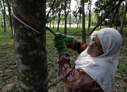 A woman taps a rubber tree at a plantation in Kuala Nerang, in northeastern state of Kedah, in this September 14, 2009 file photo. — Reuters pic