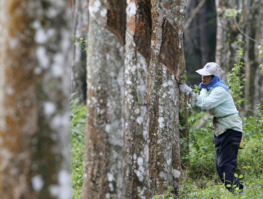 A woman taps a rubber tree at a plantation in Beranang, near Kuala Lumpur, in this February 3, 2009 file picture. u00e2u20acu201d Reuters pic